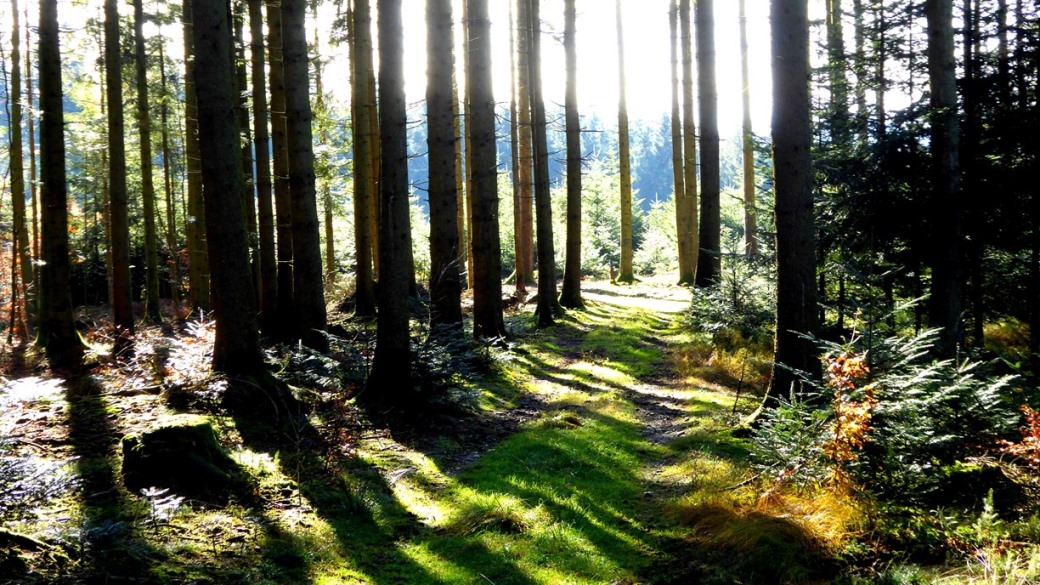 Zauberhafter Waldweg