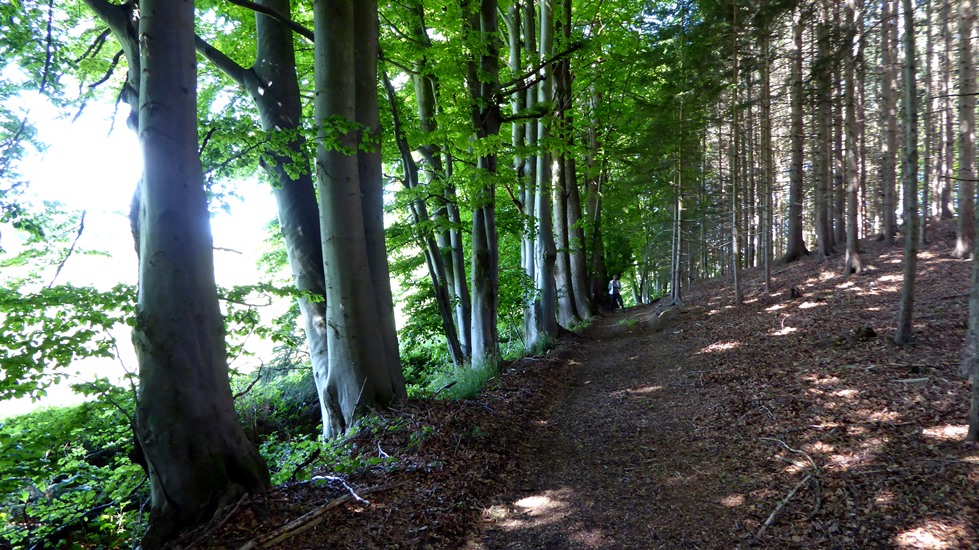 Alte Buchen am Waldrand