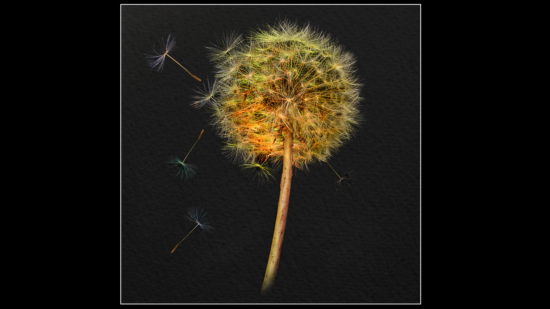 Commended: Super Nova (Malcolm Harris)