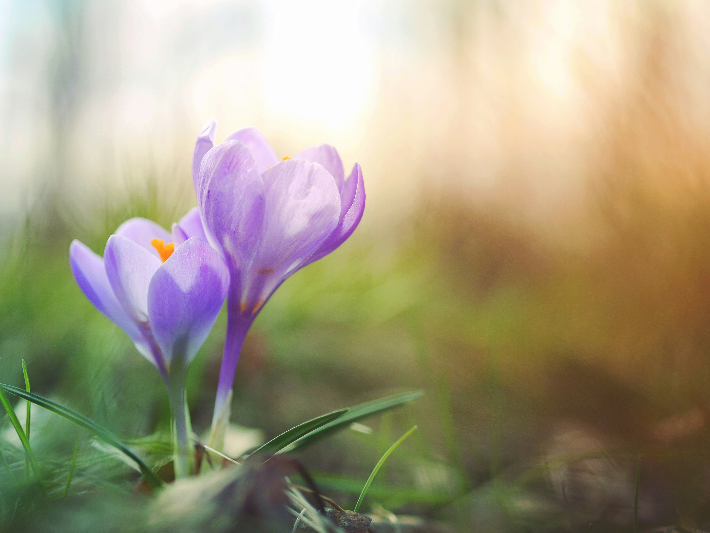 close-up photo of purple petaled flower close-up photo of purple petaled flower