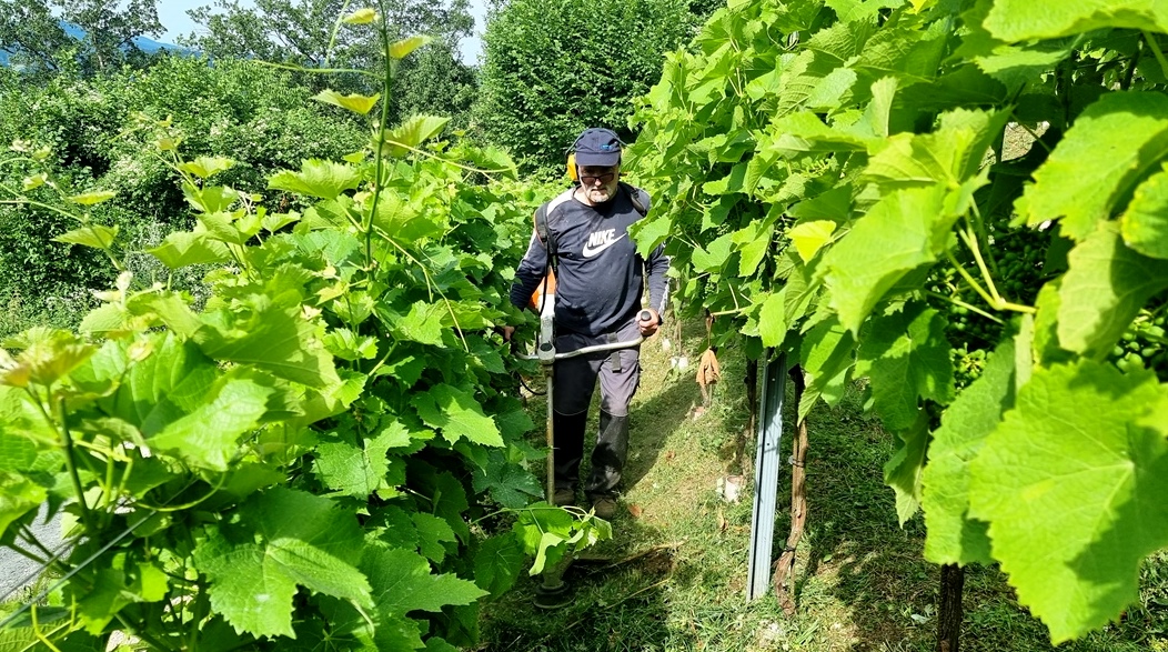 10. Juli 2023 - Pflege Weingarten 