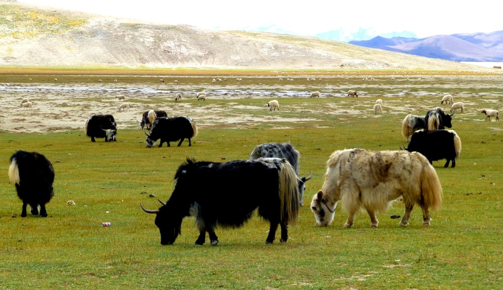 Grasende Yaks