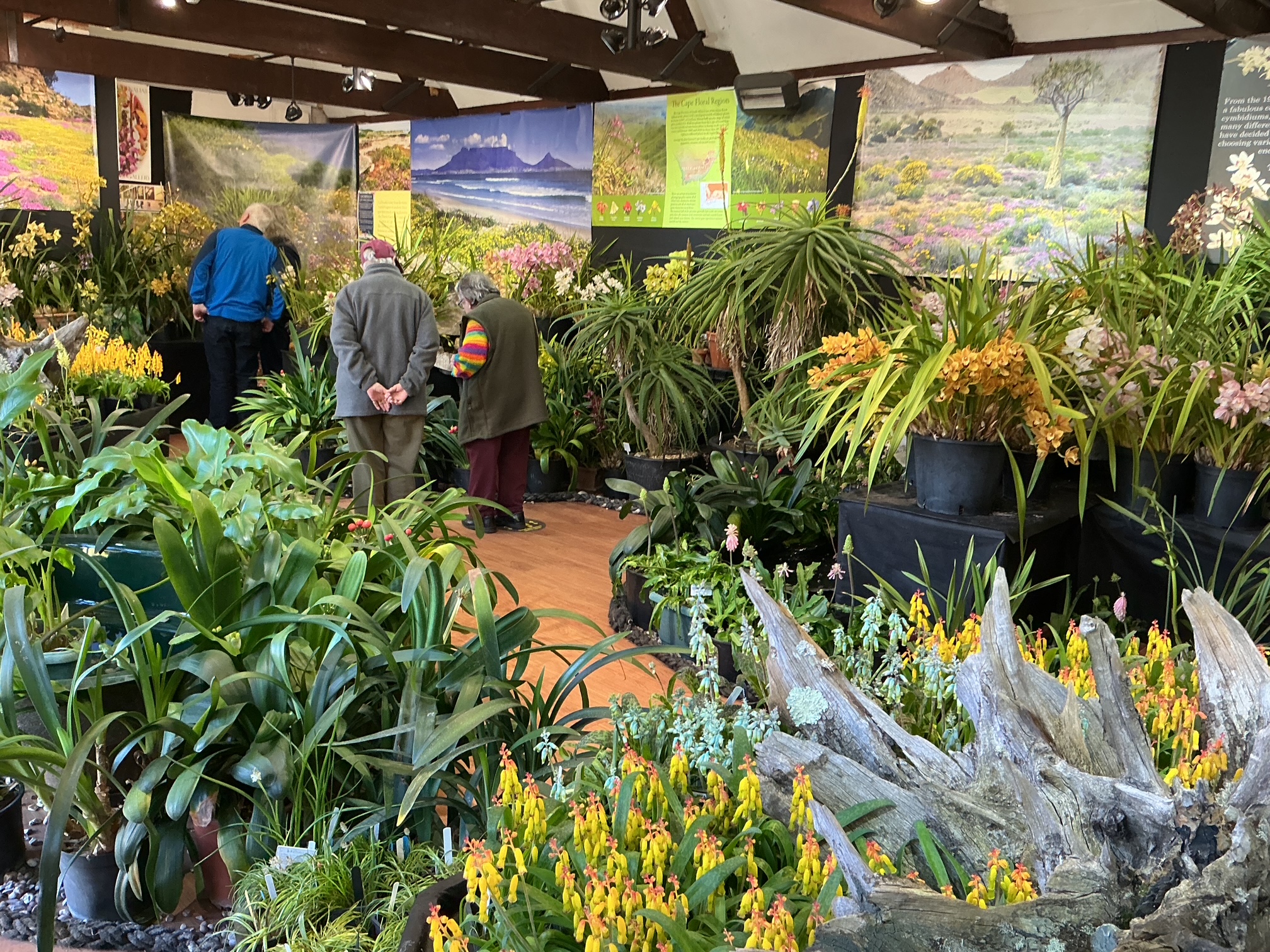 Lachenalias in the foreground with Orchids behind.