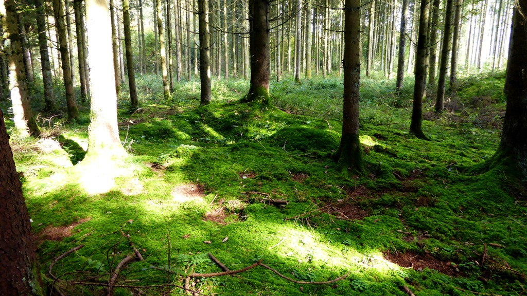 Heute überwuchern und verdecken schon dornige Brombeerstauden einige Grabhügel !