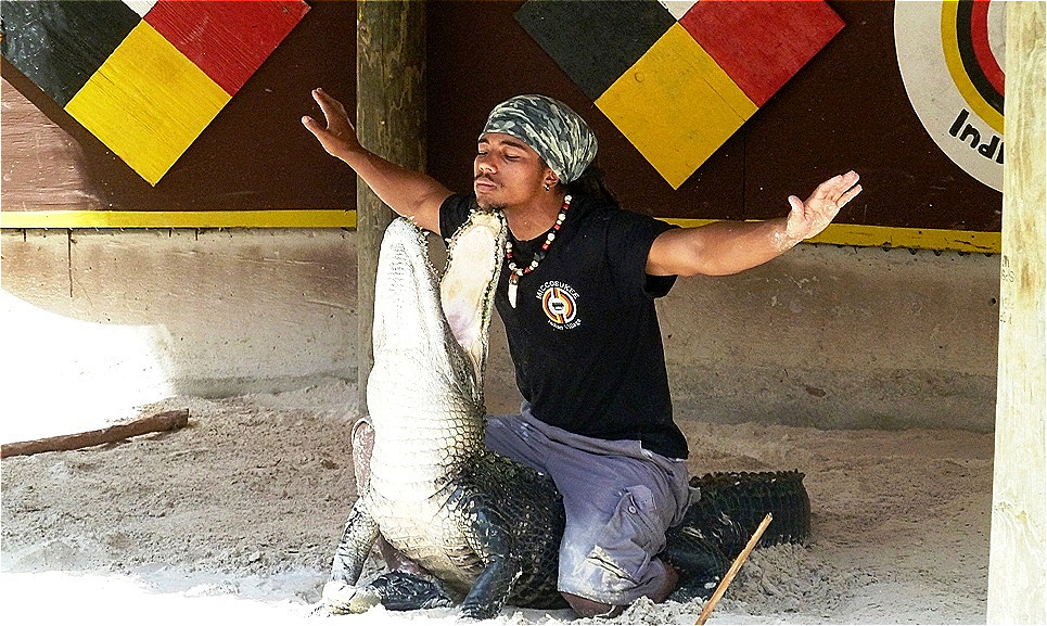 Alligatoren-Show