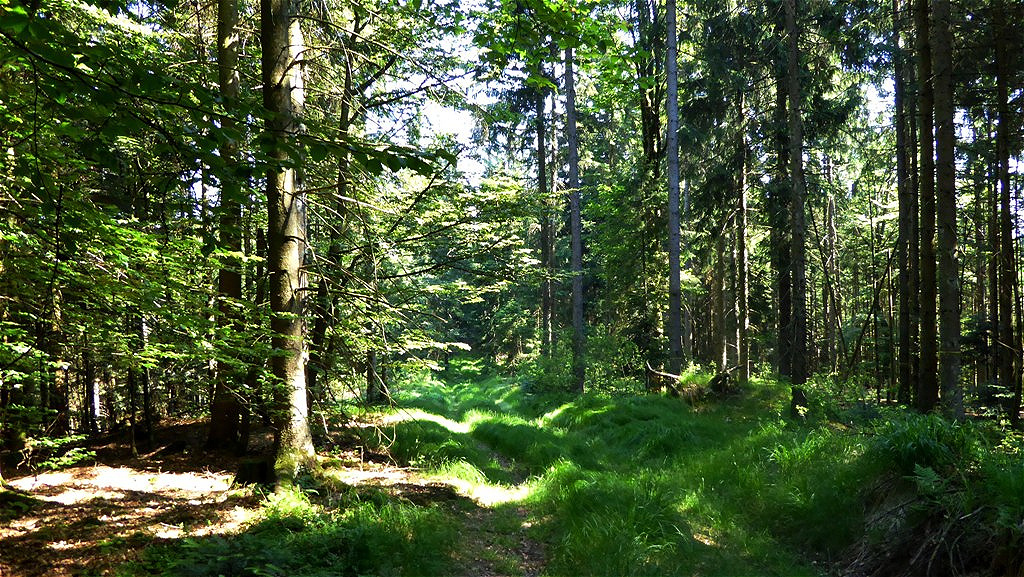 Märchenhafter Waldweg