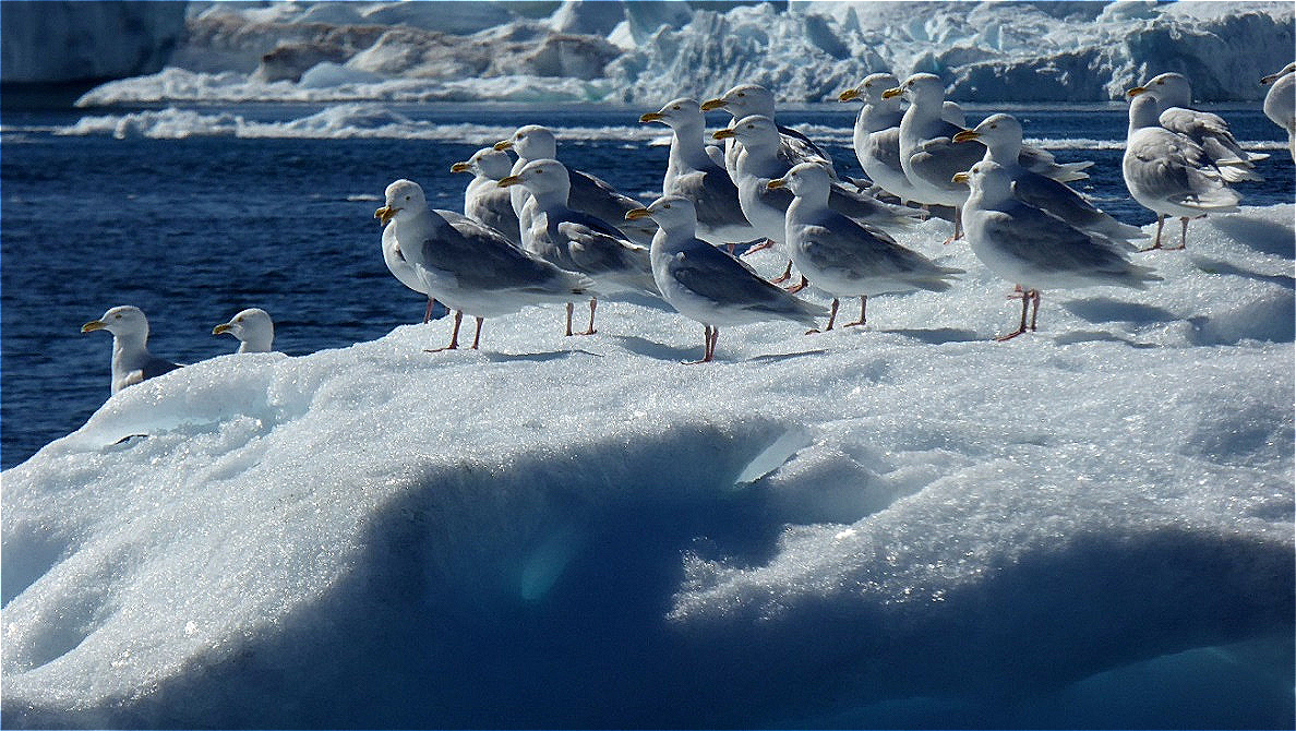 Versammlung der Eissturmvögel !