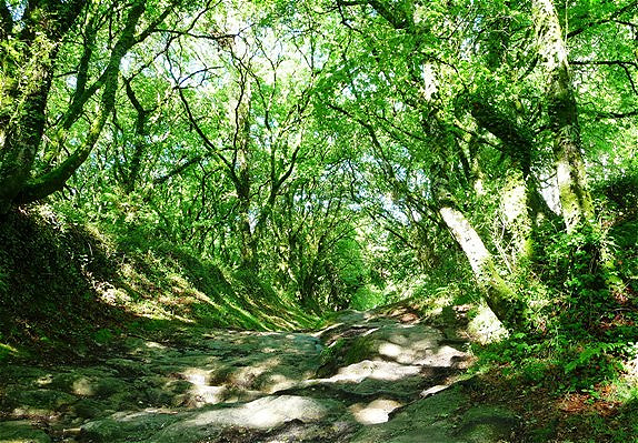 Schattige Hohlwege - typisch für Galicien