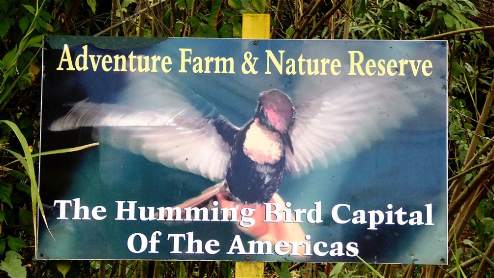 Bei den "Humming Birds" - den Kolibris