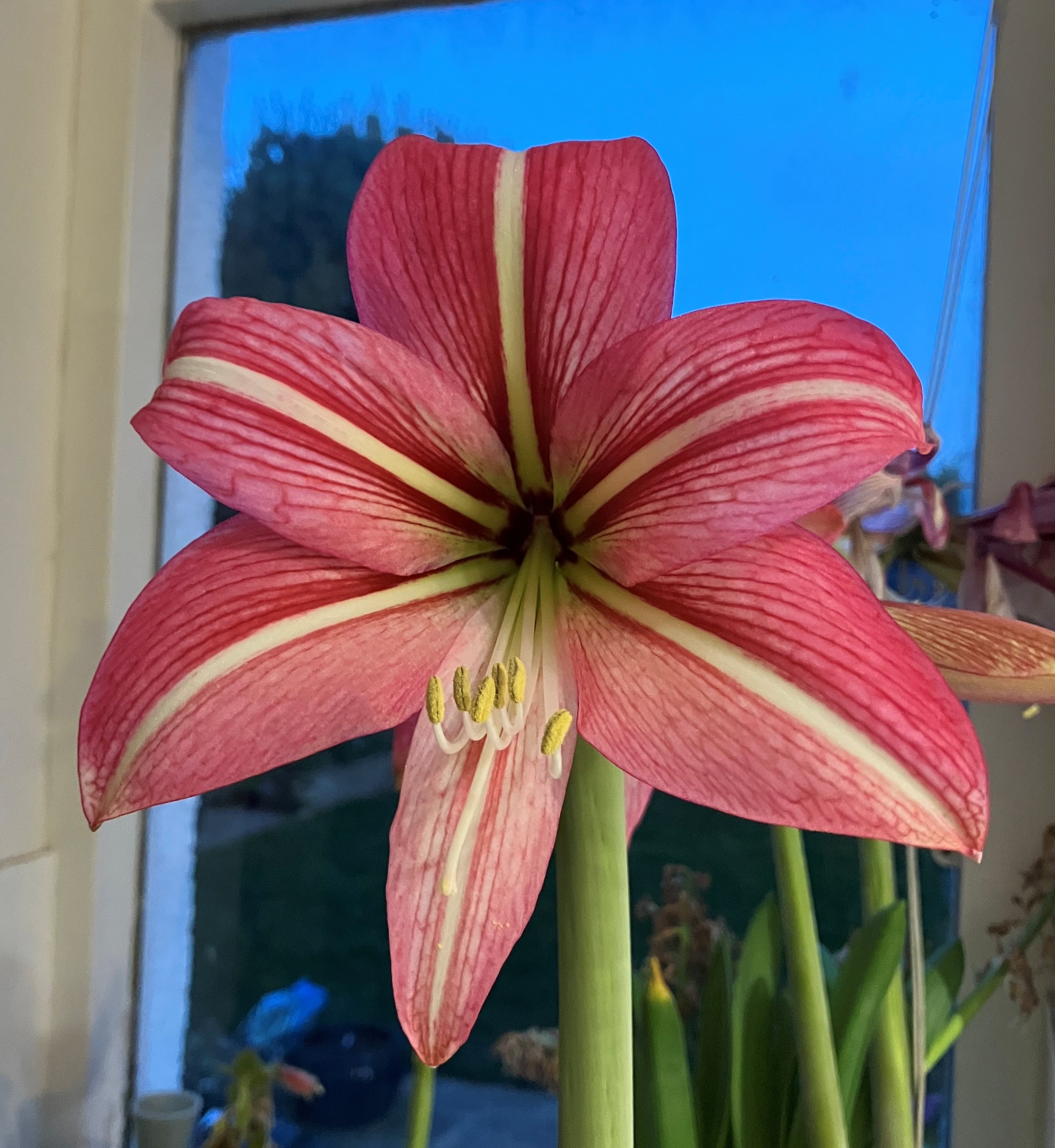 12. Hippeastrum ‘Pinkolo’