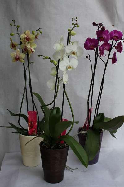 Orchidée 2 tiges + cache pot - 40 €