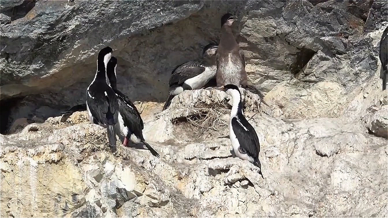 Blauaugenkormorane mit fast erwachsenen Jungen