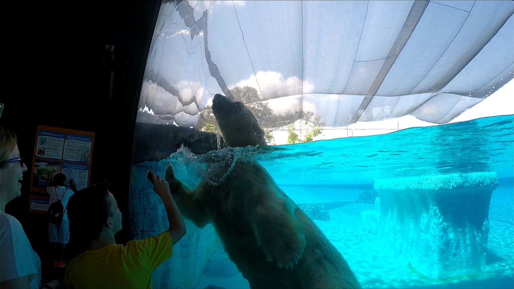 Ein gewaltiges Tier - Gott sei Dank hinter Glas !