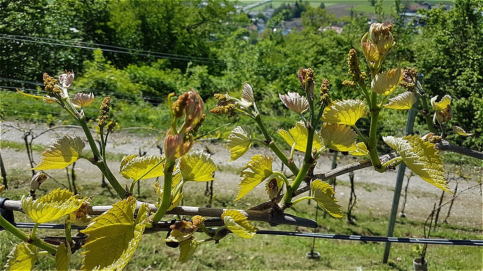  "Gescheine" (Blütenstände) zeigen sich !