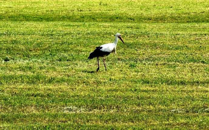 Storch auf Wiese vor Obertrum