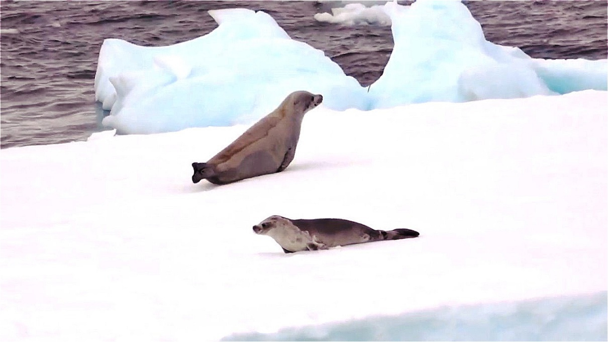 Weddellrobben
