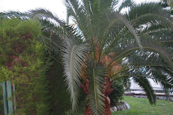 Taille palmier Phoenix : avant la taille