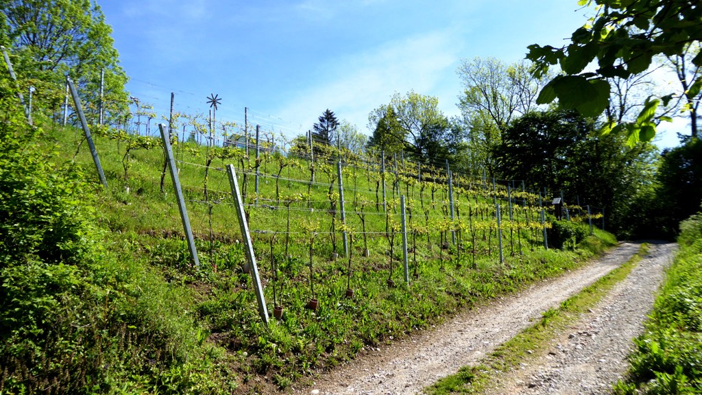 Rundgang auf dem Schlossberg - 22. Mai 2016