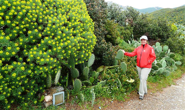 Blühende Wolfsmilchgewächse und Feigenkakteen