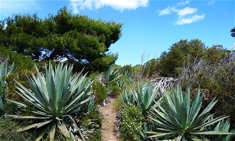 Schmaler Pfad durch dichte Vegetation