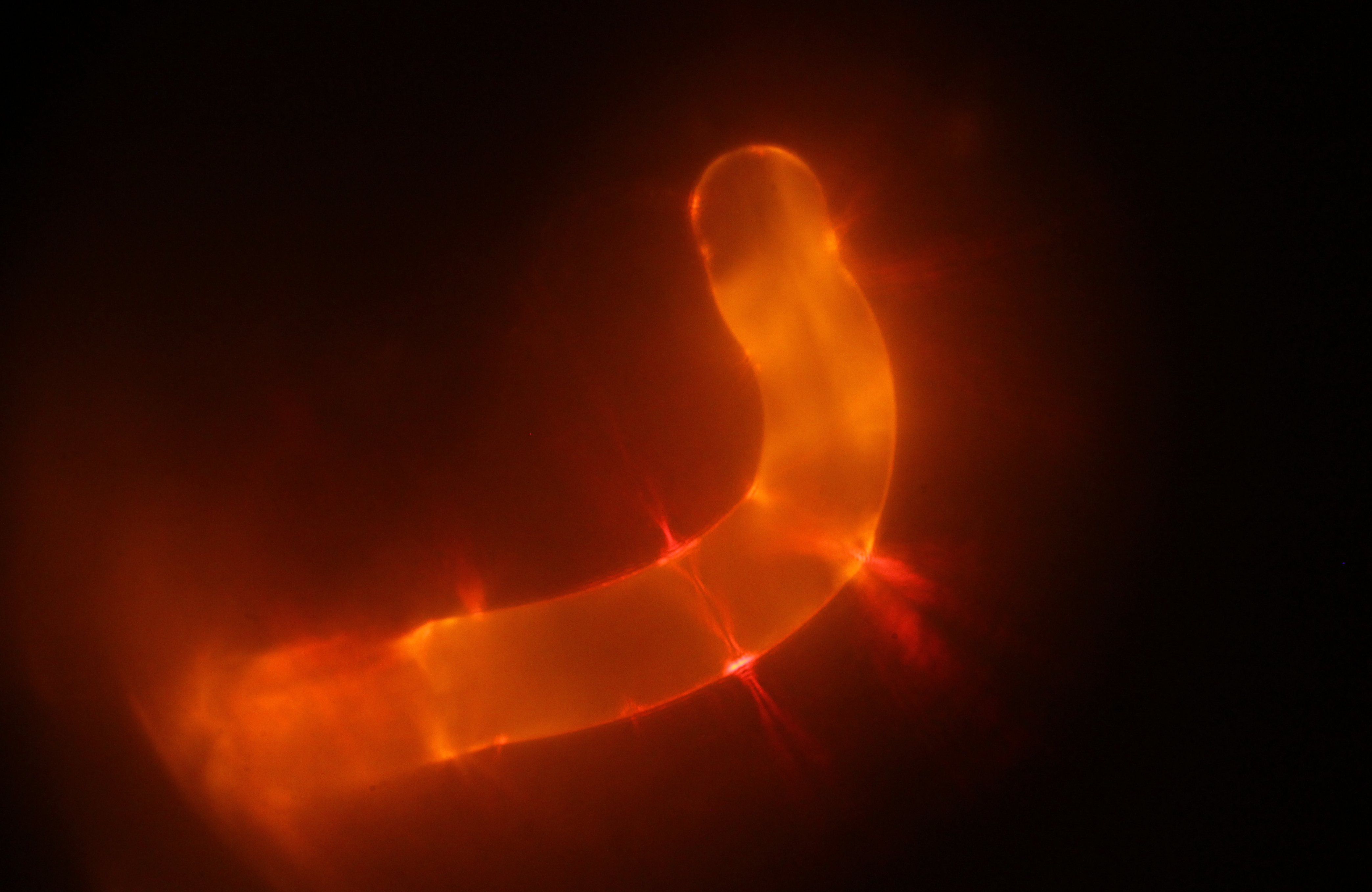 8CB fiber as a waveguide and WGM laser