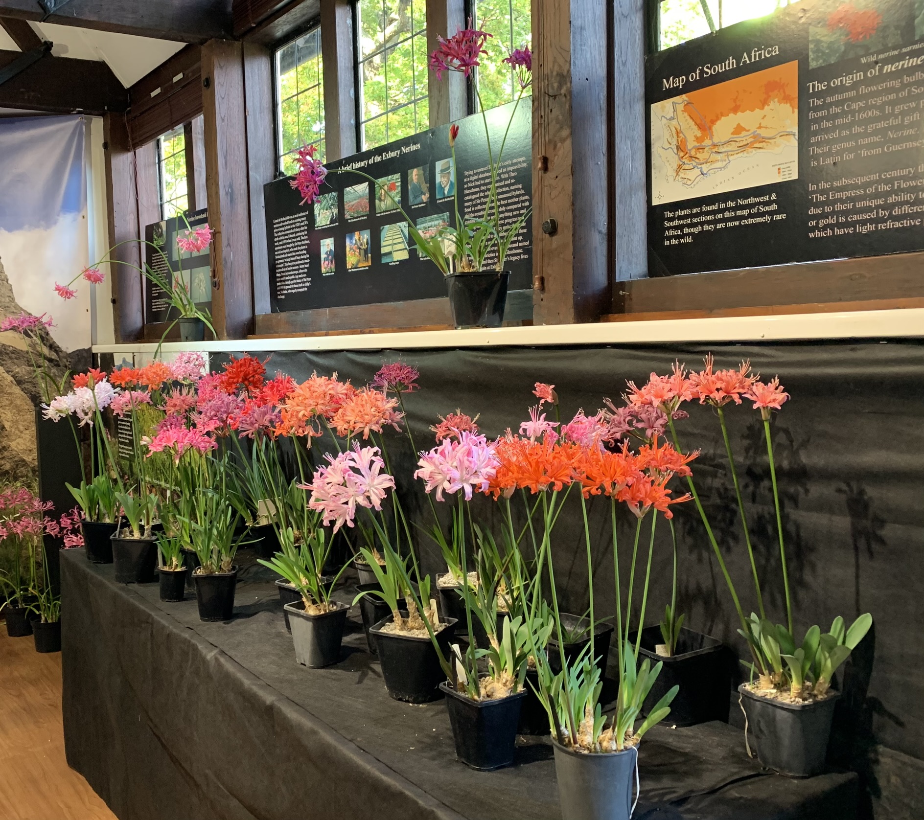Information about Nerines is included in the exhibition.