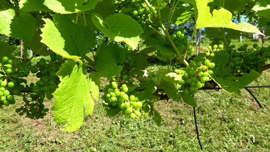 Junge Solaris-Trauben