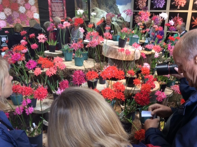 Visitors enjoying studying and photographing the blooms