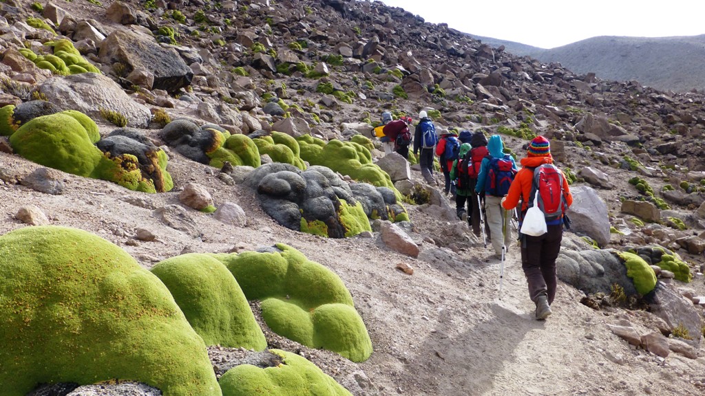 Im Aufstieg zum Basislager
Das moosartige Ichü säumt unseren Weg