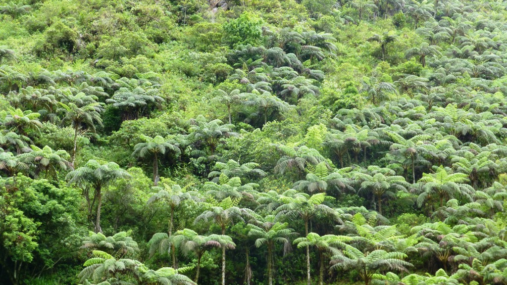 Tropischer Regenwald