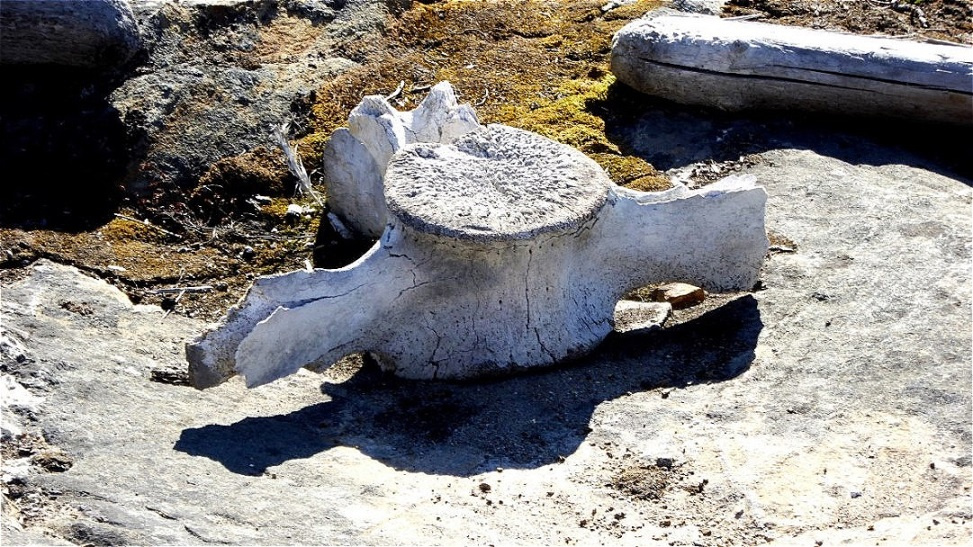 Rückenwirbel eines Wales