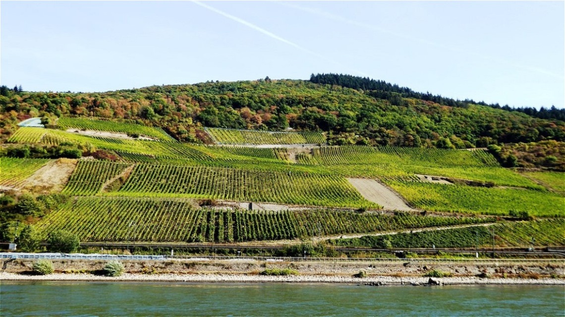 An den Südhängen gedeiht der weltberühmte Rheinriesling

