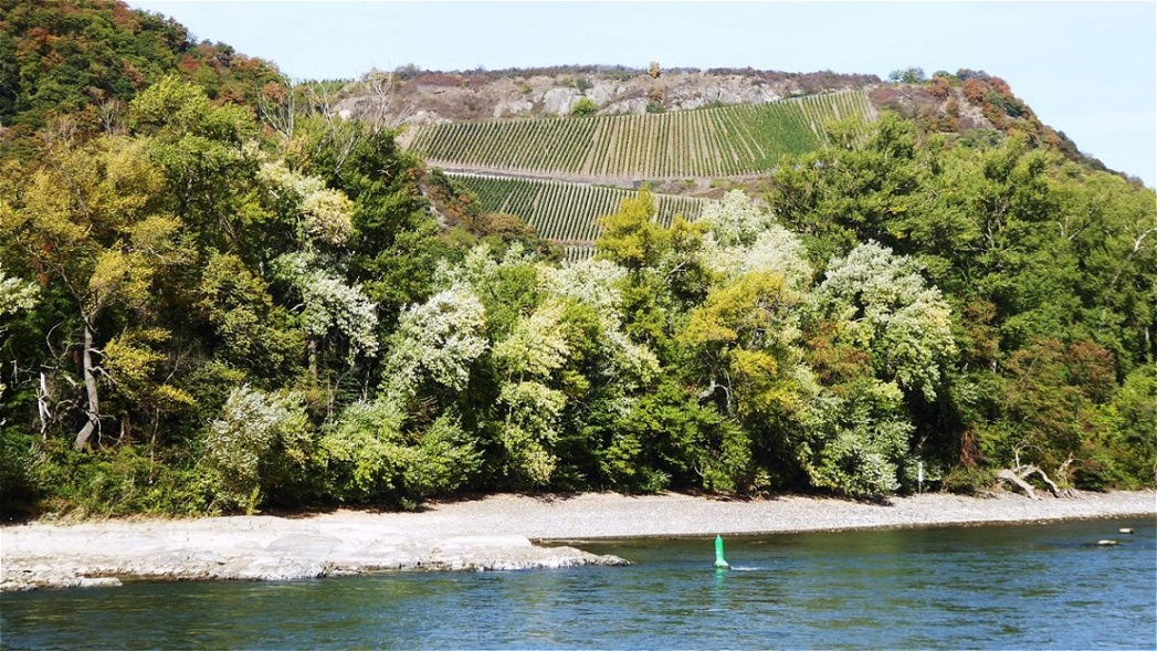 Der Bacharacher Hahn ist ein Süd- Südosthang im Engtal des Rheins.
