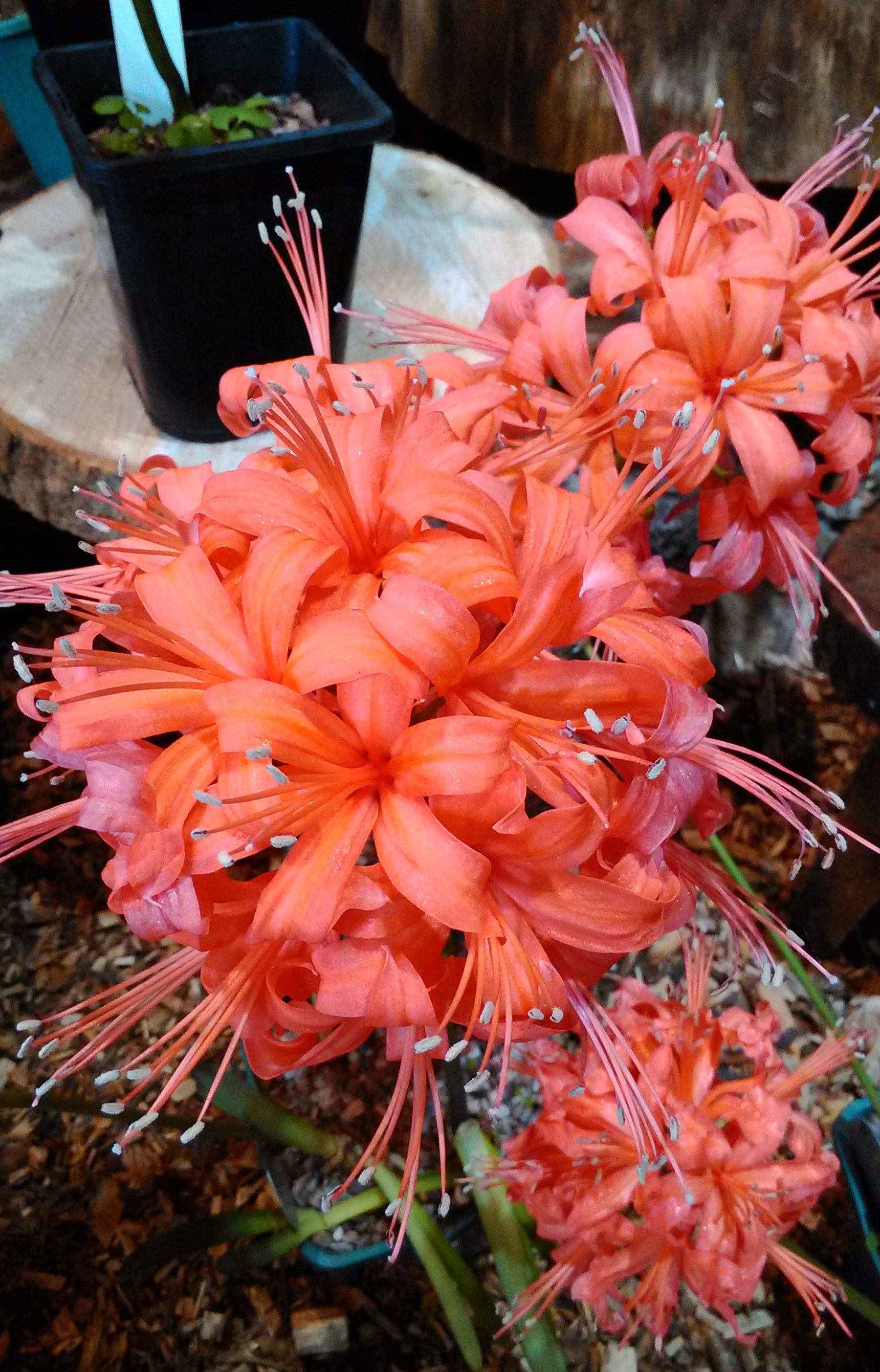 Nerine sarniensis 'Remus'.
