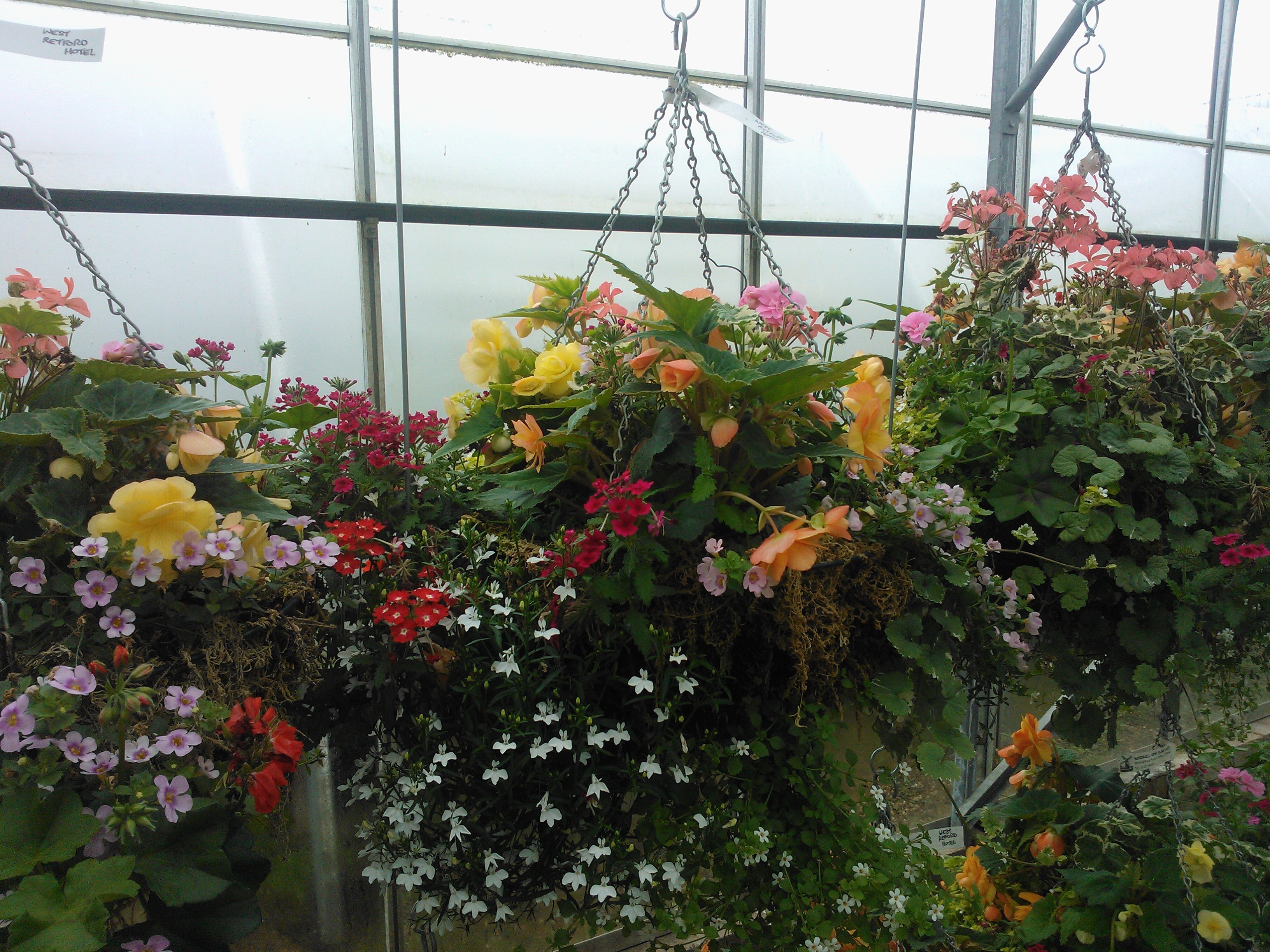 Windmill View Plant Centre Home