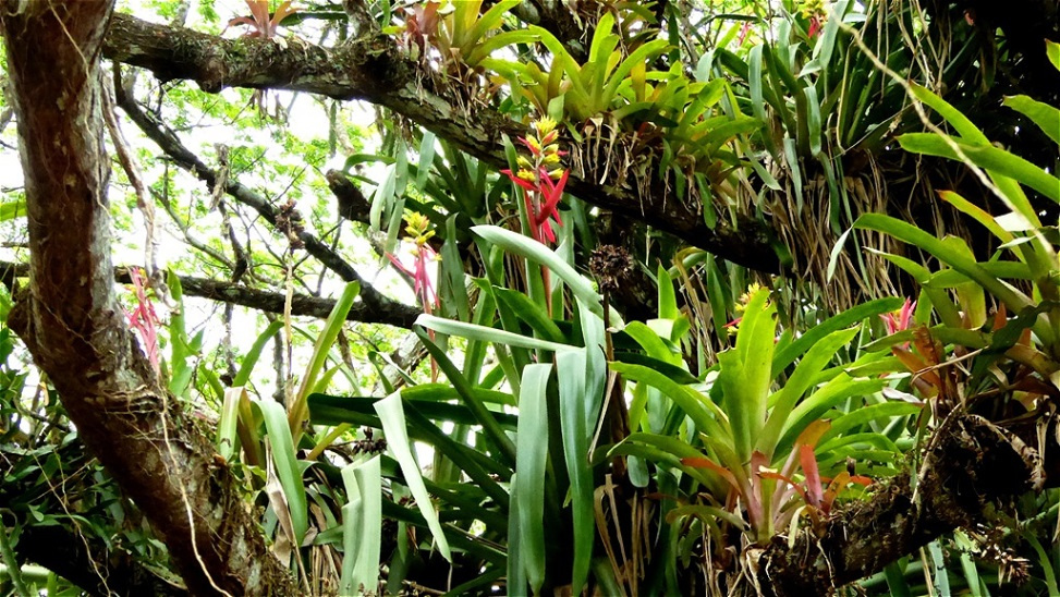 Symbiose zwischen Samaan Baum und anderen Pflanzen !