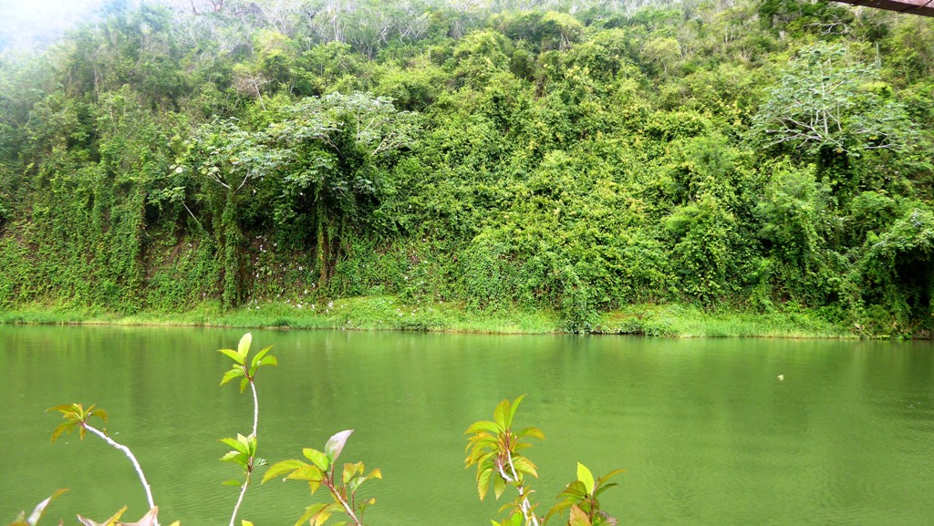 Dicht bewachsenes Ufer