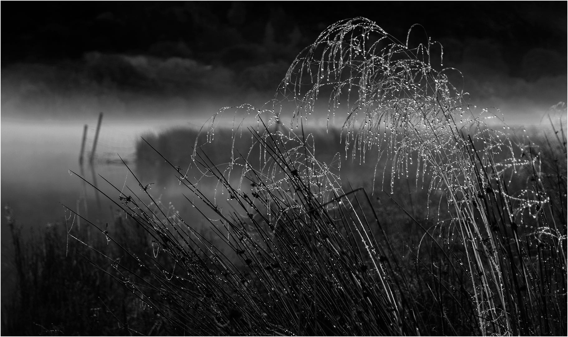 Highly Commended: Early Morning Dew (John White)