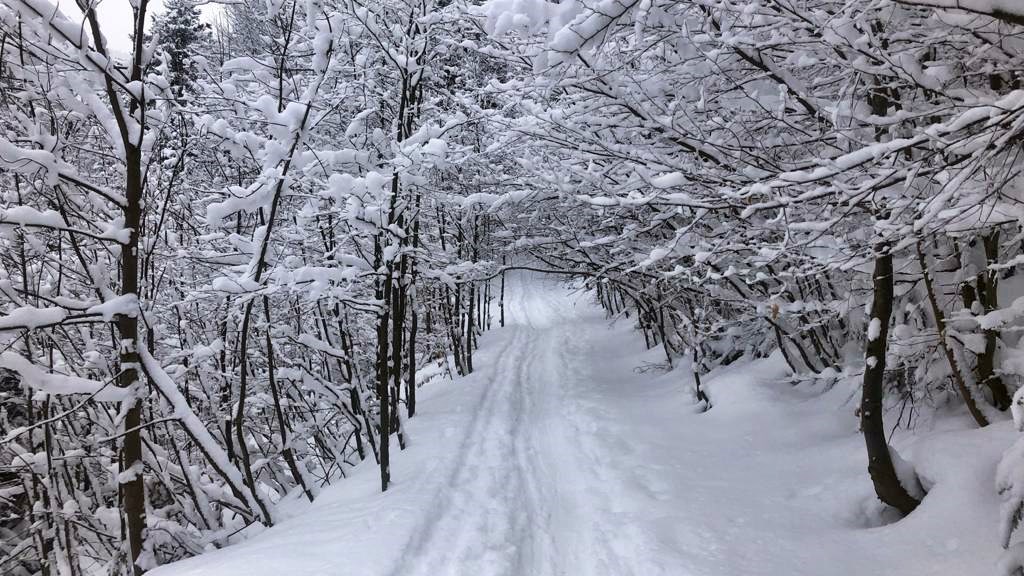 11. Februar 2021 Zwölferhorn