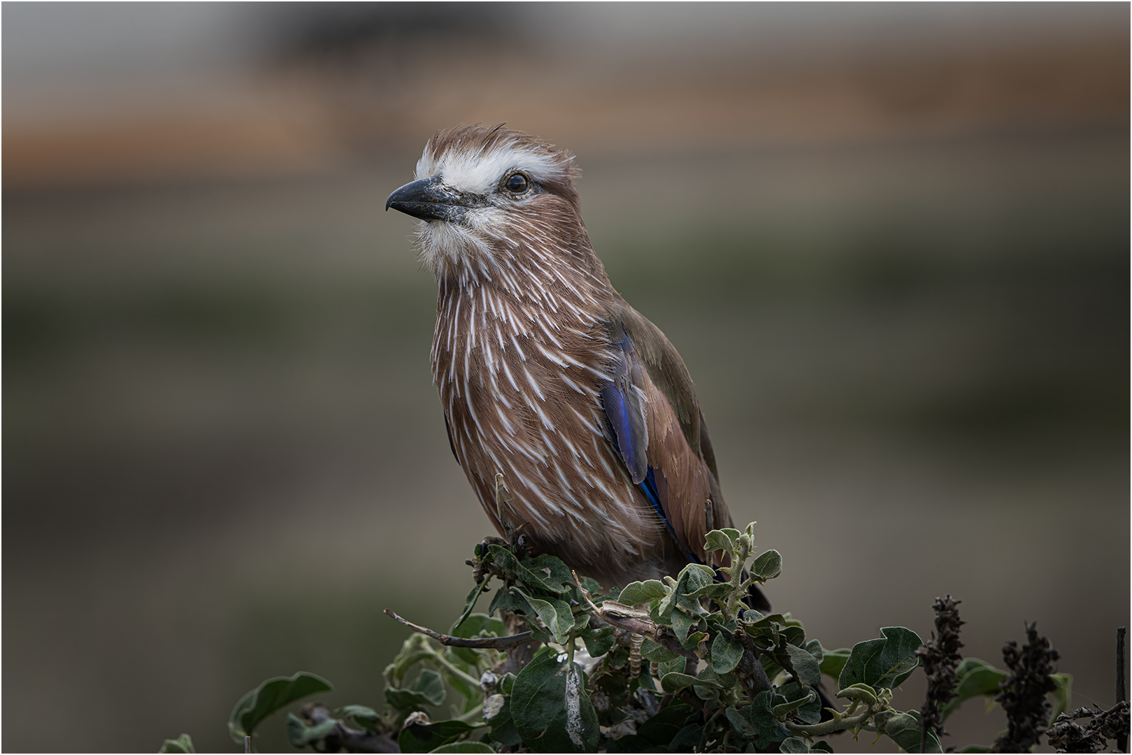 3rd Place: Juvenile Lilac Breaster Roller (Paul McKenzie)
