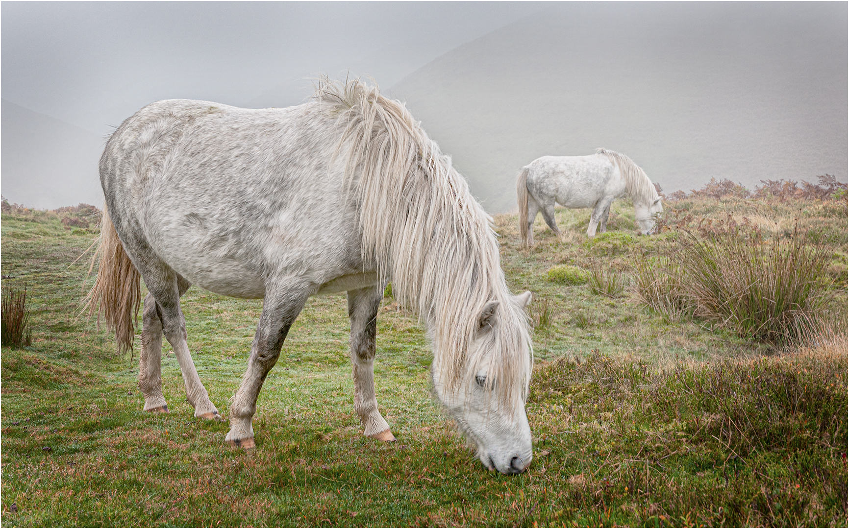 Commended: Long Mynd Ponies (John White)