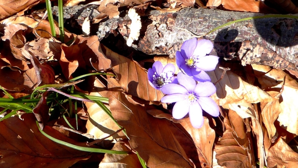 Erste Frühlingsboten