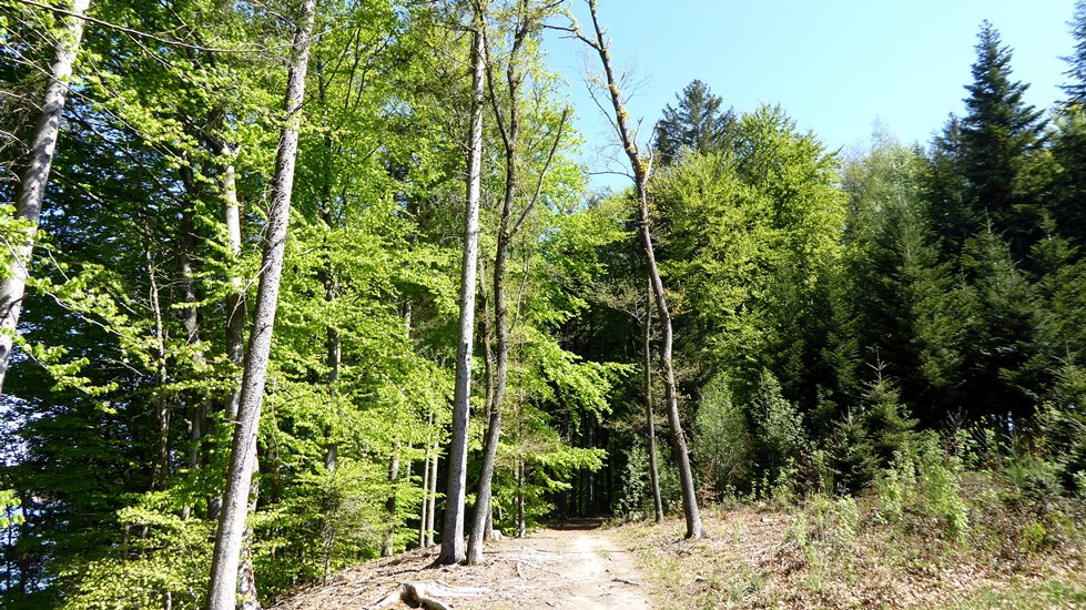 Frisches Grün der Buchen