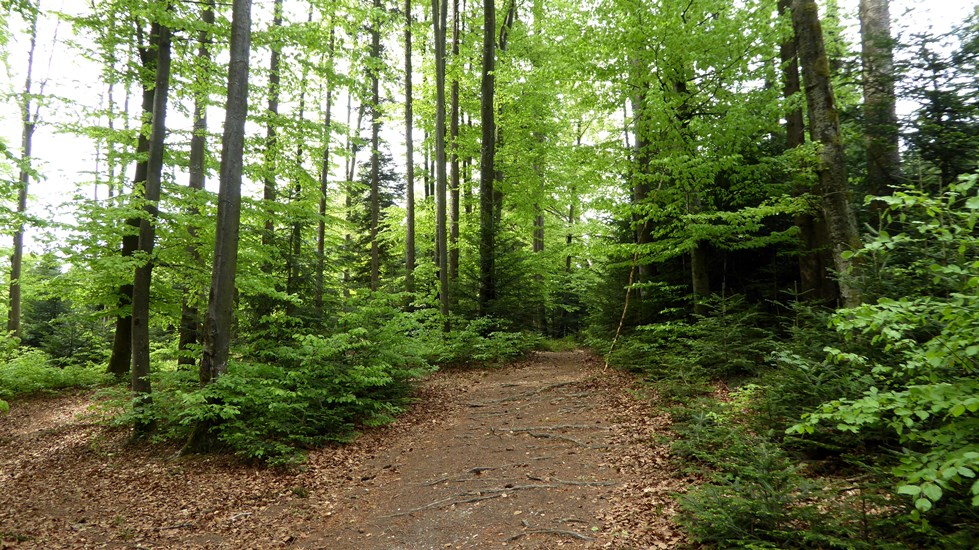 Kurz vor dem Hohen Kreuz 