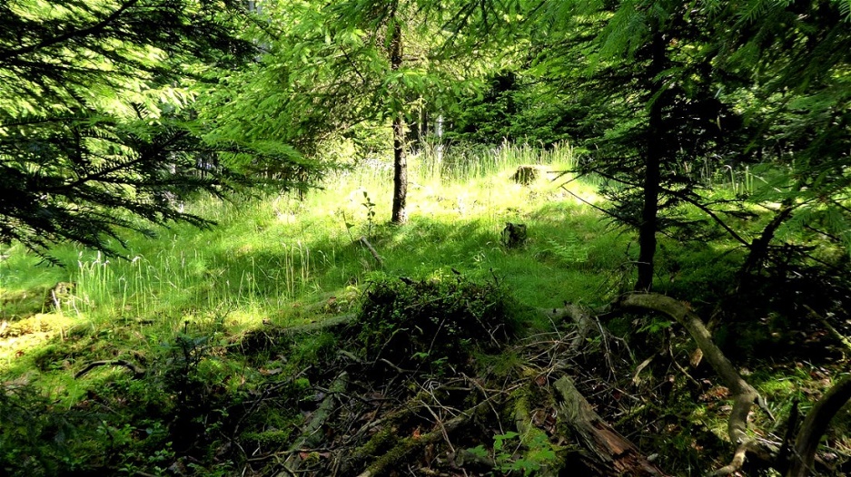 Überwucherter Grabhügel
Bei den Grabungen fand man Pfeile, Köcher, Messer und Pferdetrensen