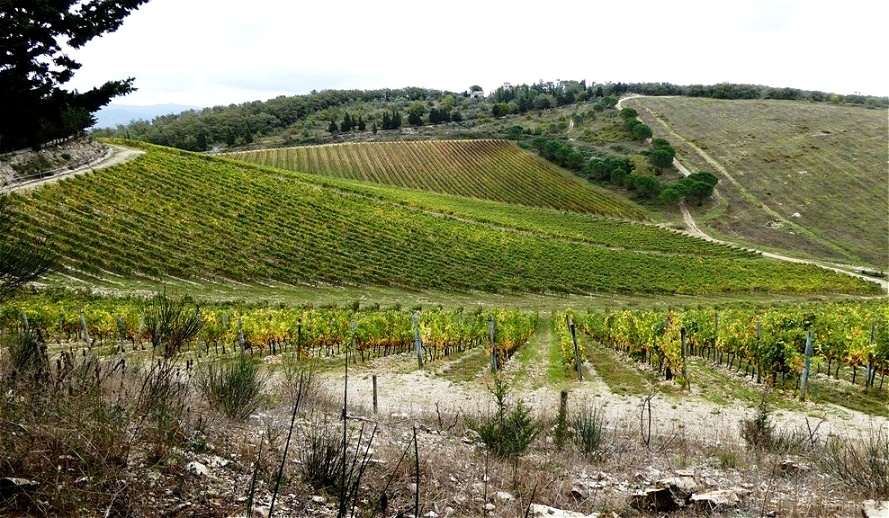 Hänge voller Weinreben