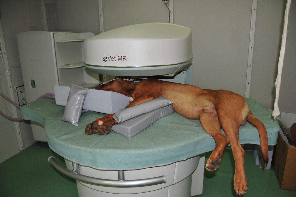 koliko koÅ¡ta magnetna rezonanca psa