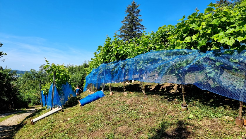 Schutz der Trauben vor Vögel und Wespen !