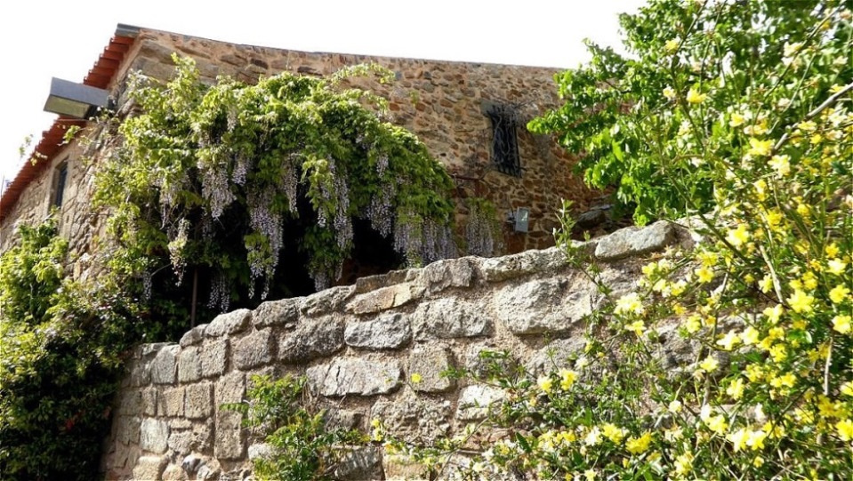 Blauregen