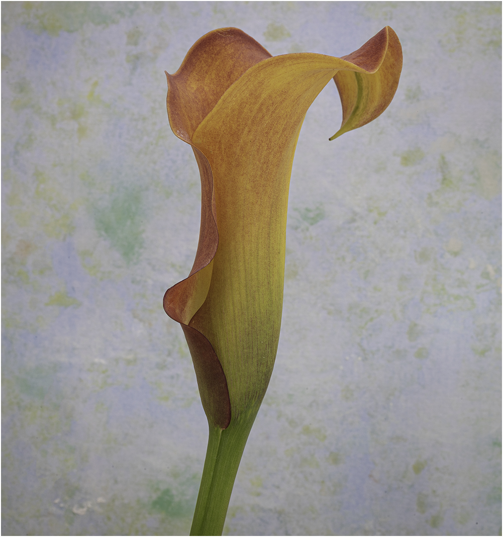 Commended: Calla Lily (Nigel Gooding)